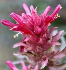Pedicularis densiflora Flower